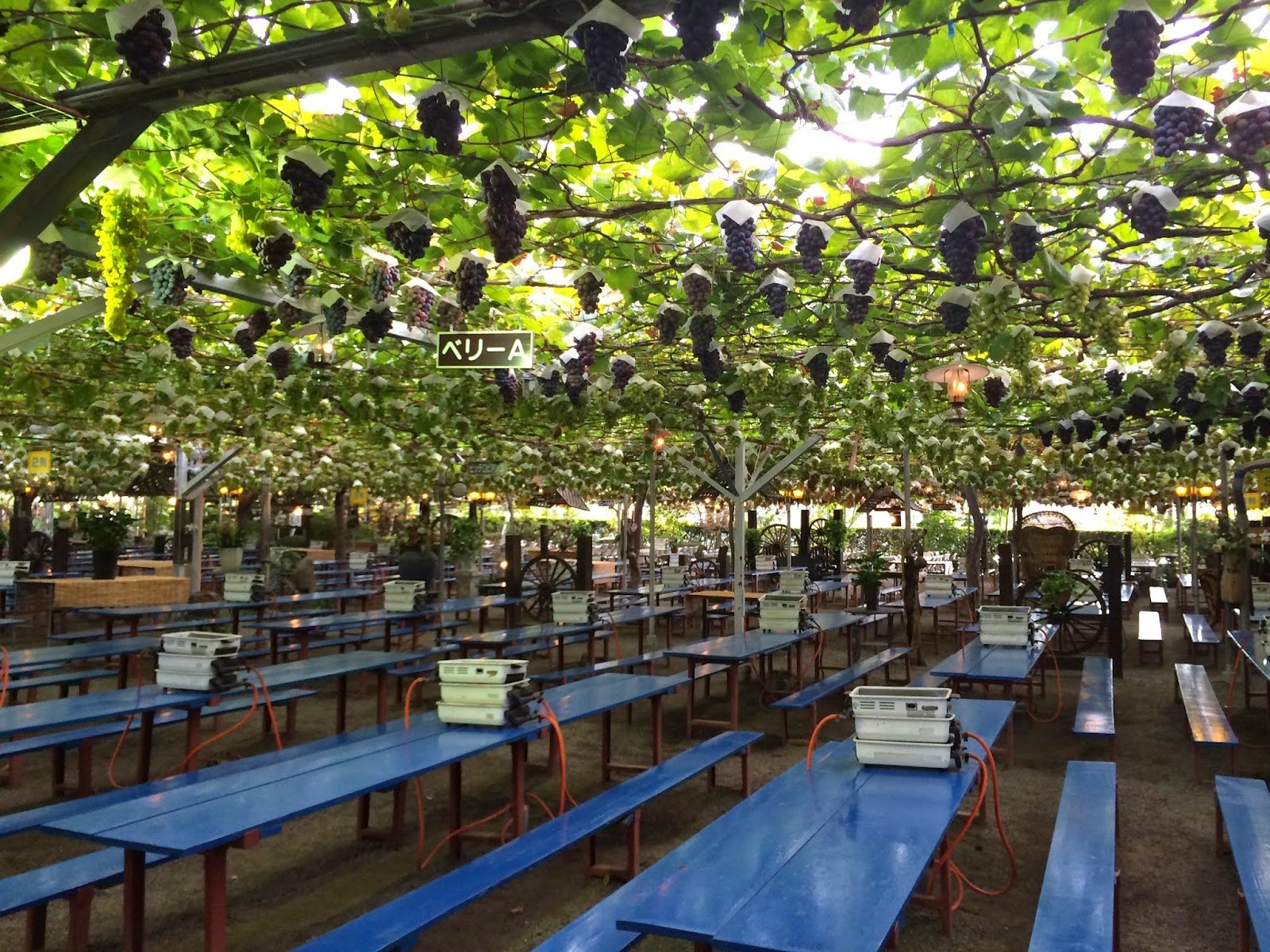 🍇 일고원 (Ichikoen) 이미지 10